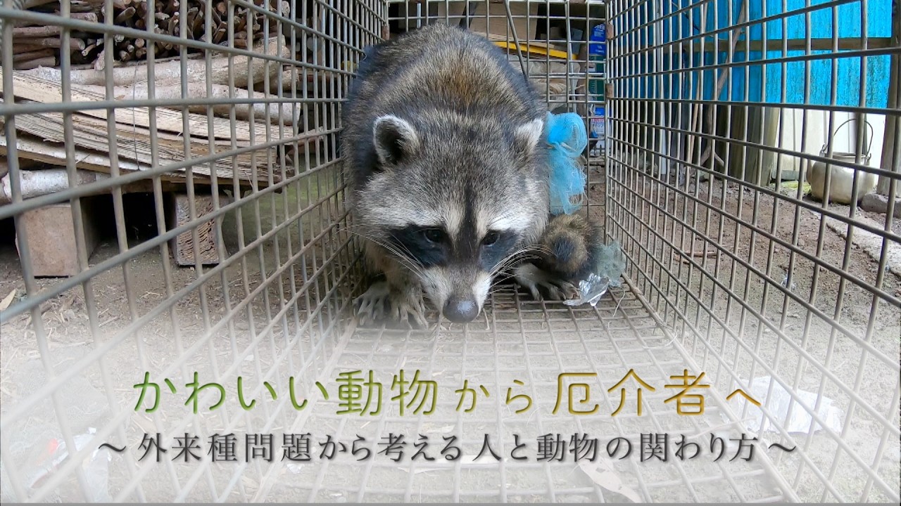 From Cute Animals to Pests: Reflecting on Human-Animal