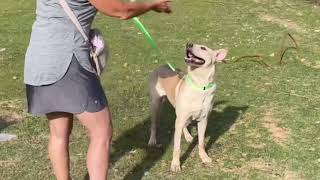Ellie CrisisDogsNC rescue needs a home