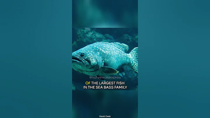 Goliath Grouper | The Largest Reef Fish of the Ocean