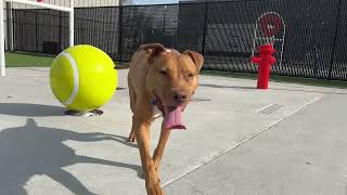 Sturgill is available for adoption! by Atlanta Humane Society 293 views 4 months ago 1 minute, 1 second