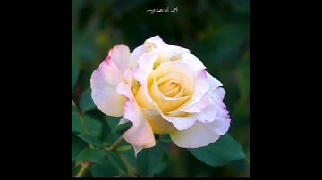 تلاوة مباركة من سورة ألحديد. ألشيخ رعد محمد ألكردي