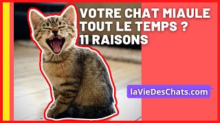 Si votre chat miaule tout le temps, 11 raisons ! 🗣️😺