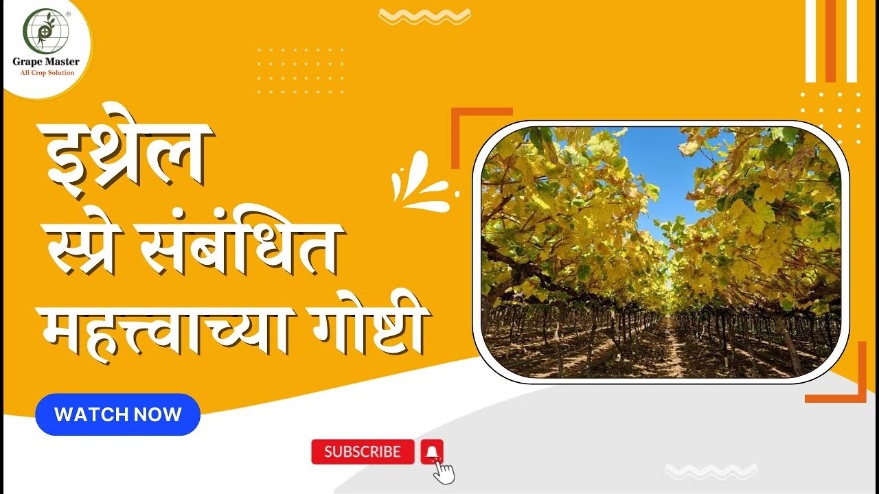 गोडीबहार छाटणी विचार करताय तर इथ्रेल संबंधित महत्वाच्या गोष्टी जाणून घ्या ||