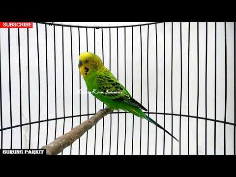 BUDGIES ~ Parakeet bird singing with song melodious voice chirping and VERY HAPPY