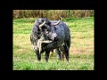 Piedras Negras-Pasodoble, Tauromaquia. Toros, Fiesta Brava, Cultura y Tradición