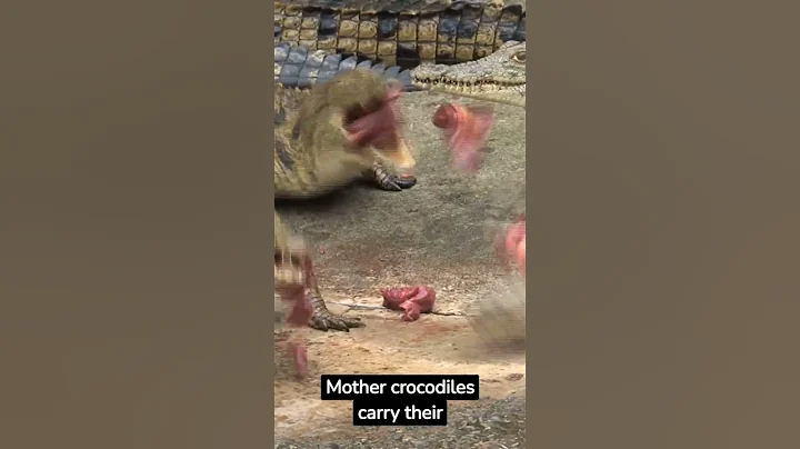 5 Amazing Facts About Crocodiles #shorts #shortsvideo