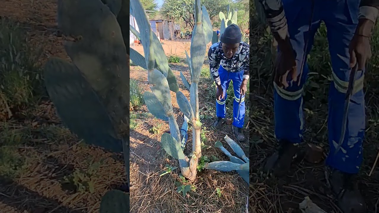feeding prickley pears to livestock