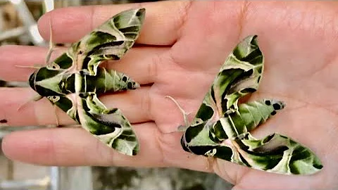 How To Raise OLEANDER HAWK MOTH at HOME | First Ti...