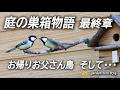 【最終章】お帰りお父さん鳥!ありがとうシジュウカラ家族