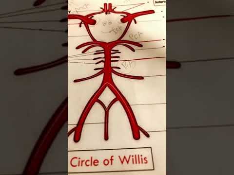 Video: Circle Of Willis - Perkembangan, Pengobatan, Gejala