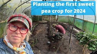 How we plant sweet peas for our first crop in 2024