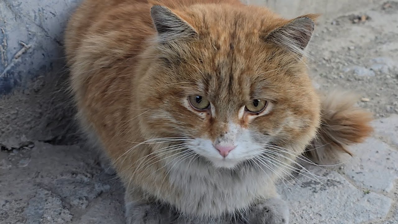 Hungry Street Cats | Just Waiting for a Meal
