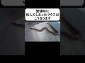 繁殖時に死んでしまったマウスはこうなります