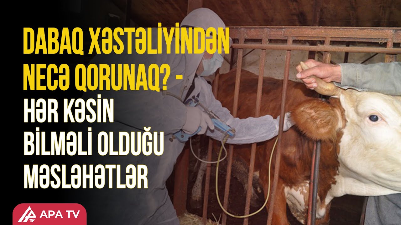 Dabaq xəstəliyi yeməklə insana keçə bilər? – APA TV
