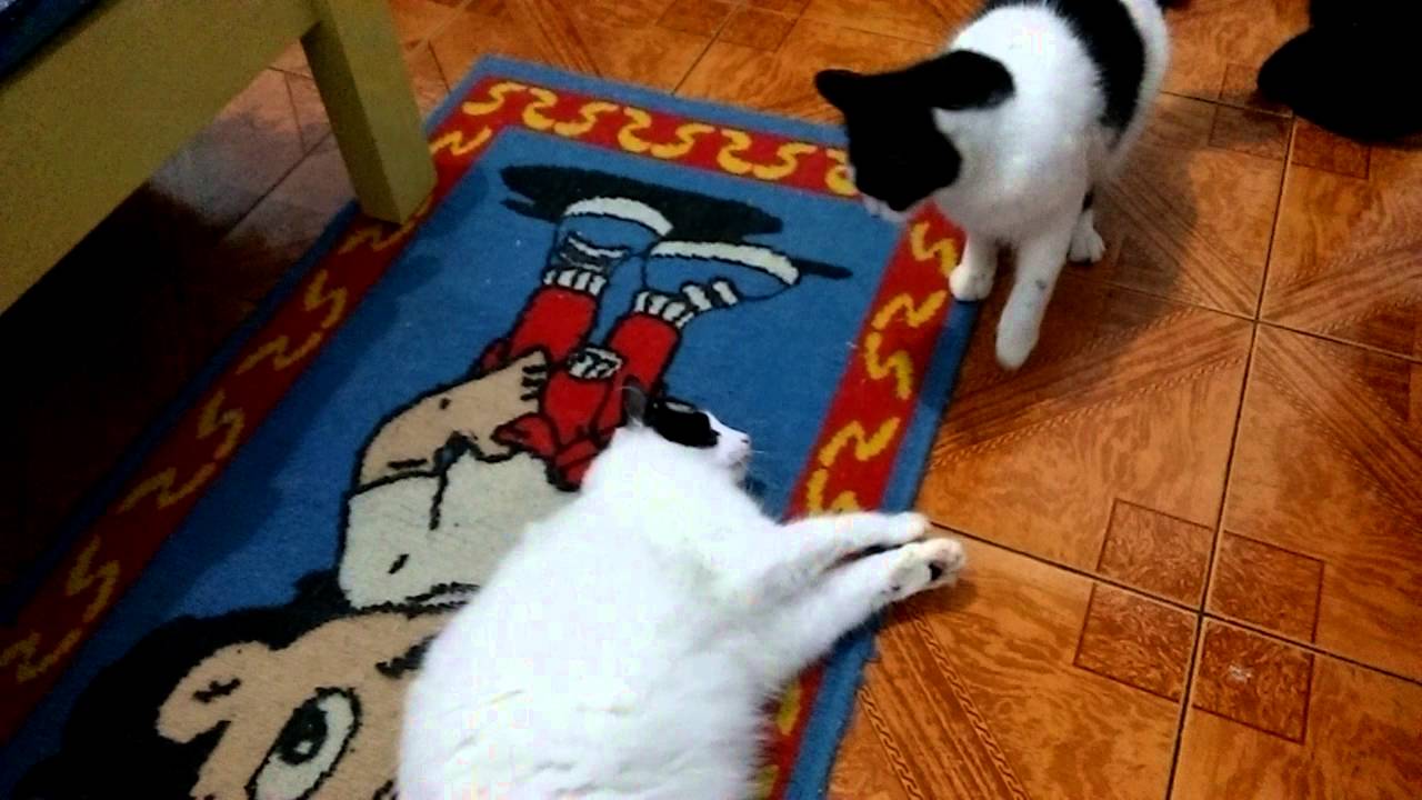 ねこあつめ Cats fighting in the living room - part 2