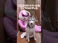 大型犬が3頭いる廊下で着ぐるみが道を塞いでたら…#shorts