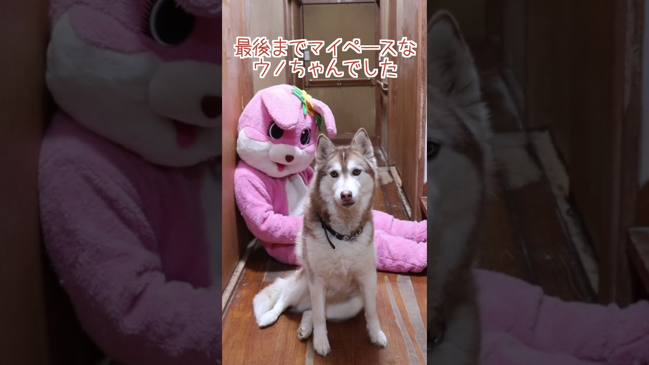 大型犬が3頭いる廊下で着ぐるみが道を塞いでたら…#shorts