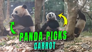 Panda Tosses Treats Aside But Holds Onto the Carrot