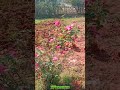 #Shorts,Flowers,Flowers plants,seasonal flowers,seasonal plants,winter seasonal,