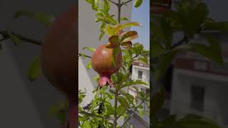 Cute Pomegranate on terrace garden # pomegranate #plants #gardeningtips #ytshorts #garden #shorts