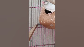 How to Take Care of Java Sparrows at Home #java #birds #shorts #trending #viralvideo #cute