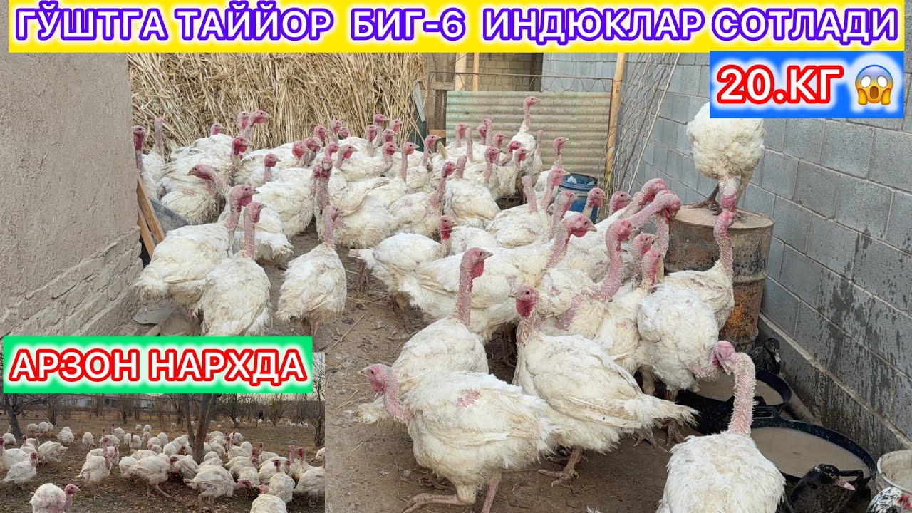 ЕНДИ КЎЙ ОЛМАЙСИЗ ИНДЮК ОЛАСИЗ ГЎШТГА ТАЙЙОР  БИГ-6  ИНДЮКЛАР СОТЛАДИ АРЗОН НАРХДА ШОШЛИНГ.
