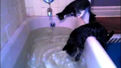 Watch the video about Cat Falls Into Bath Tub!