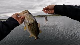 Do Fuzzy Baits always catch Bass better....sometimes?