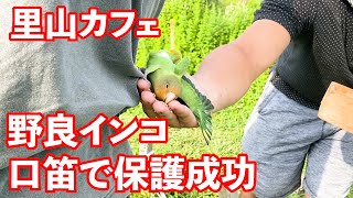 野良のコザクラインコ、口笛で保護した。