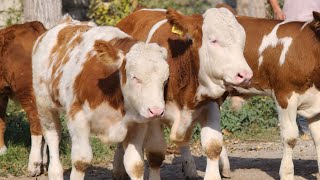 Porno pompalanan eshak Gigant sogish mashinalari