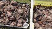 グラジオラス球根掘り上げ Watch The Gladiolus Bulbs 12月 Dec Youtube
