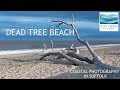 DEAD TREE BEACH - Coastal Photography in Suffolk