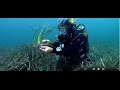 Posidonia oceánica, la planta que emigró al mar