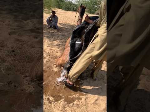 مذهلة تحميل أنبوب أسود على الجمل تحت