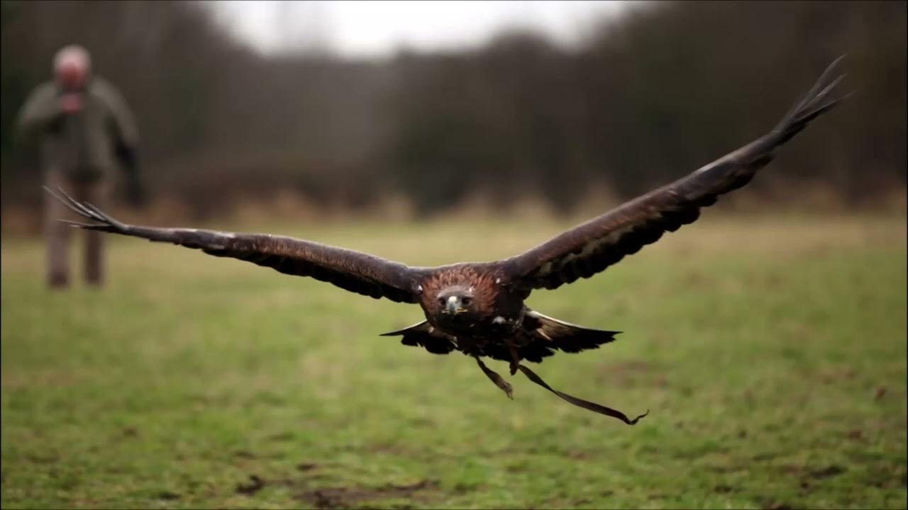 Golden Eagle Sound Animal Ringtones YouTube