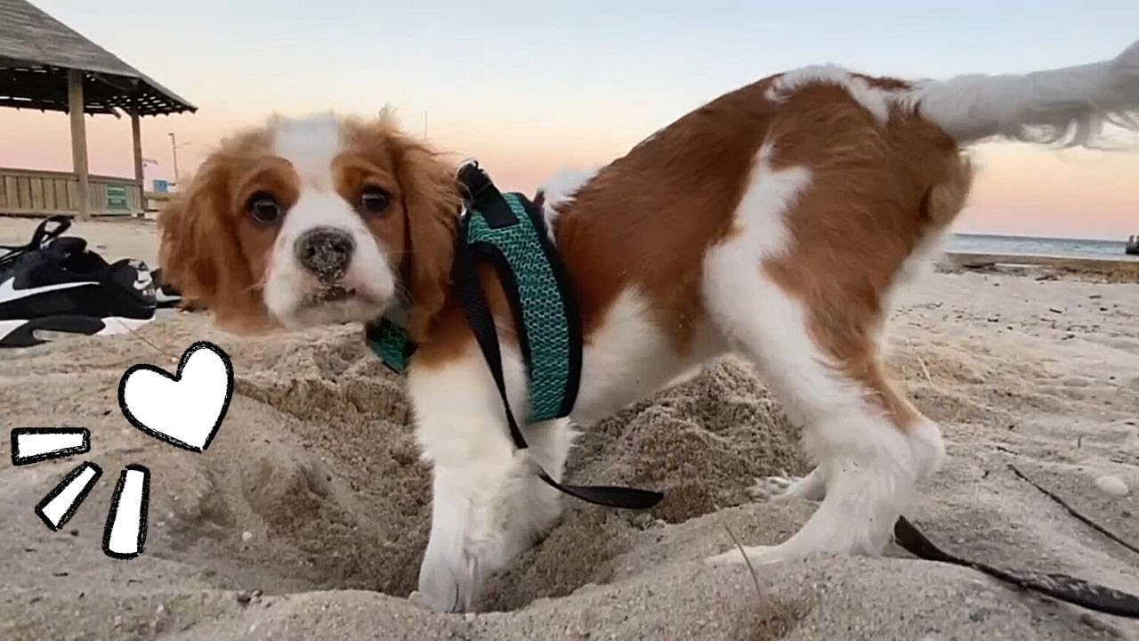 HE LOVES TO DIG! | Cavapoo Puppy Beach Day in the Life! - YouTube