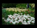 Визуальная медитация с тюльпанами. Парк цветов в Голландии.