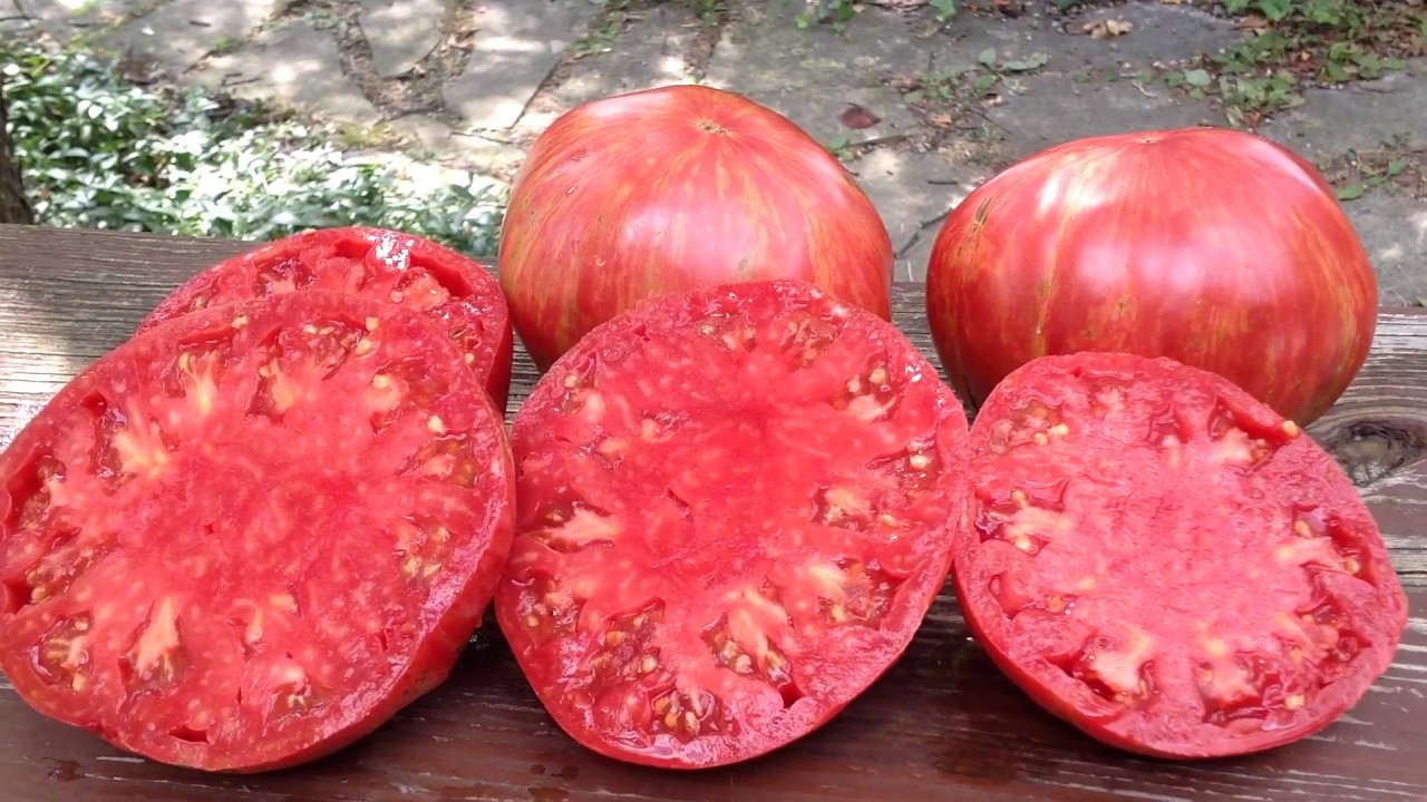 Jazz Tomato. Beefsteak Flavor That's Hard To Beat! - YouTube
