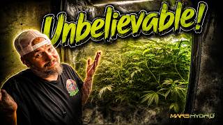 This CANNA-FERN plant is an ABSOLUTE UNIT!  |  MarsHydro iControl