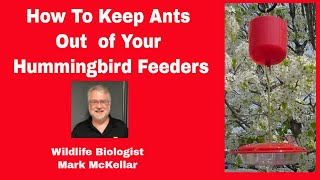 How Do I Keep Ants Out of My Hummingbird Feeders
