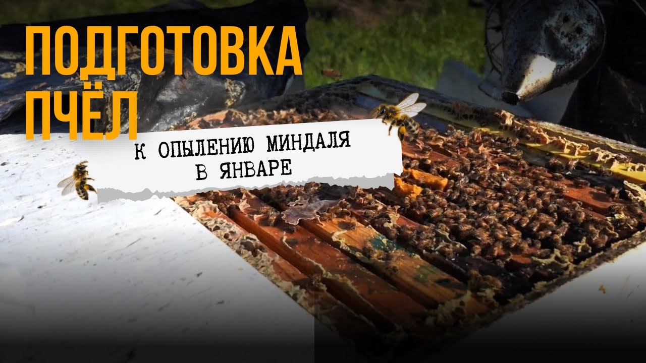 ПОДГОТОВКА ПЧЁЛ К ОПЫЛЕНИЮ МИНДАЛЯ В ЯНВАРЕ 🇺🇸 PREPARING BEES FOR ALMOND POLLINATION IN JANUARY