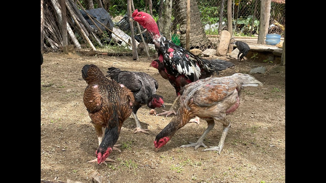 Trại gà gần được hoàn thành .lh  ;0327599422