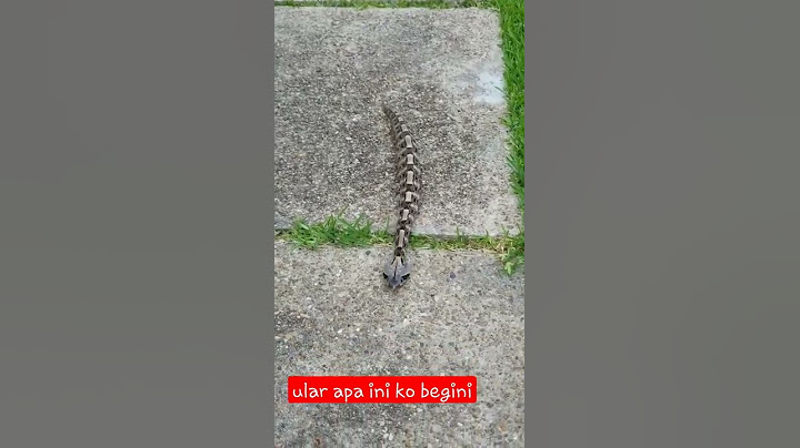Ular viper aneh,ular tanah berbisa mematikan,ular paling berbisa di dunia