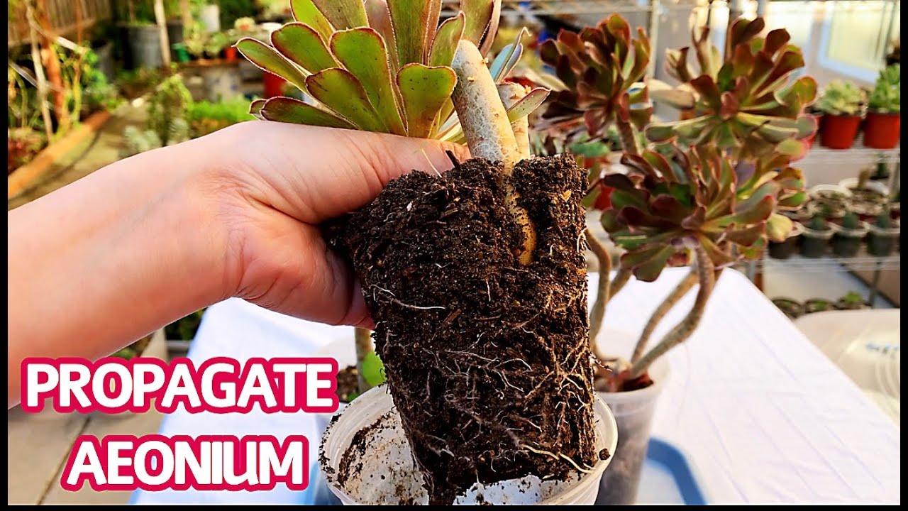 #278 PROPAGATION AEONIUM FROM LONG CUTTING & SHORT CUTTING | TAKE CARE OF AEONIUM SUCCULENTS