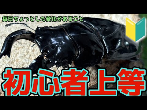 A housewife who loves rhinoceros beetles tells us about the