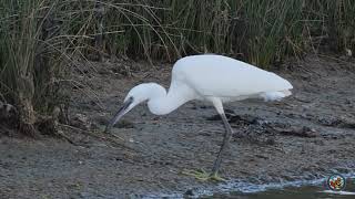 Little Egret Feeding on the River