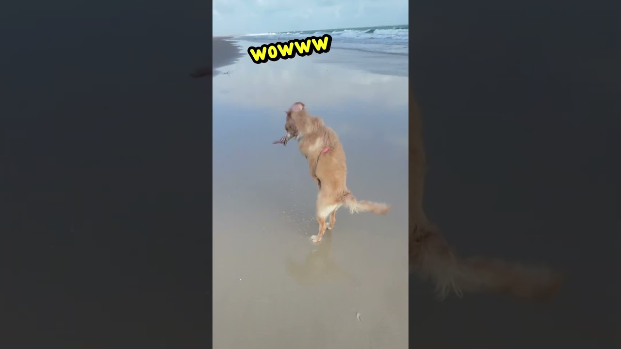ThE SeA sHeLL BiT mE! 🦀🐕