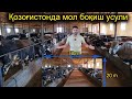 Қозоғистонда Молни қандай боқишяпти | Мол боқиш усули