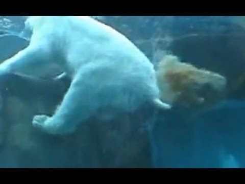 Polar Bear Poops & Penguin Farts