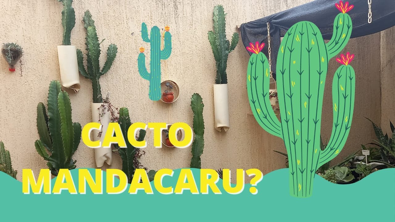 EUPHORBIA INGENS | VivendodeSOL